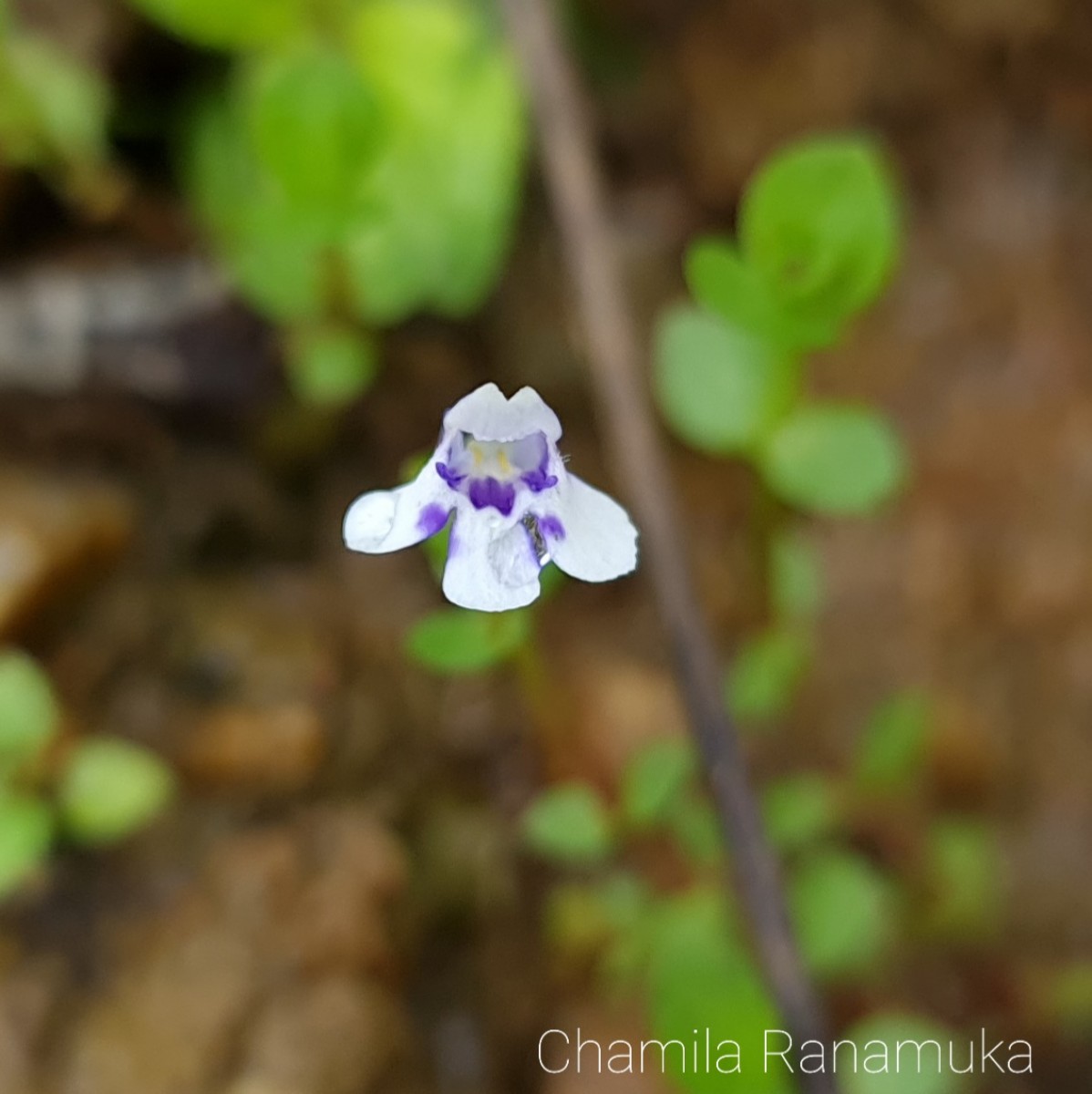 Lindernia rotundifolia (L.) Alston